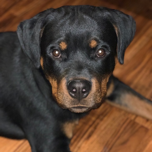 Meet your Posher, Jenn - Picture 2 of 8